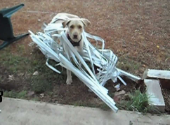 damaged blinds