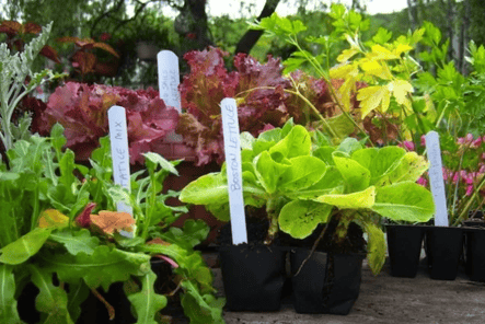 Blinds as plant markers