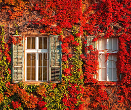 autumn window treatment