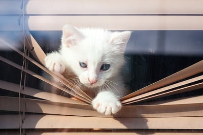 white kitten peaking through blinds